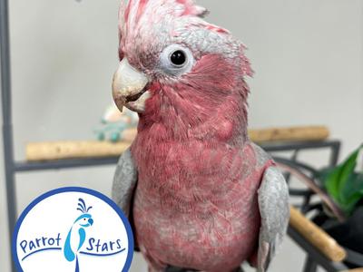 Rose Breasted Cockatoo