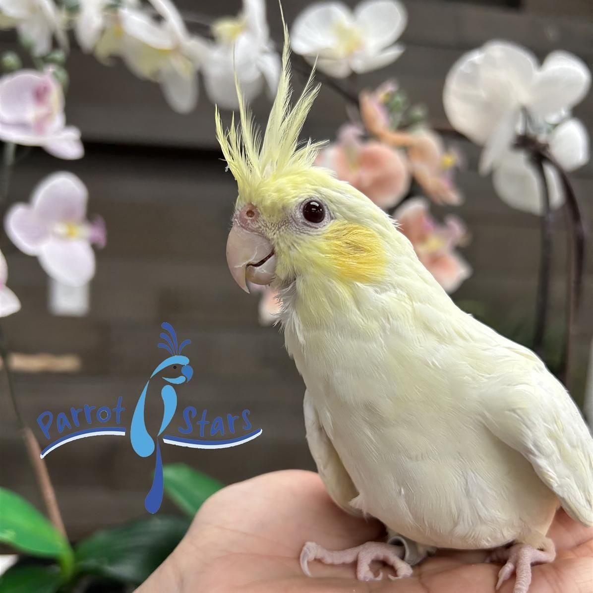 Cockatiel