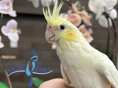Cockatiel
