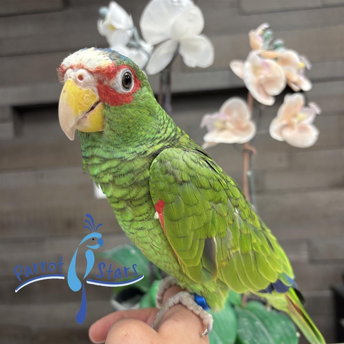 White Fronted Amazon