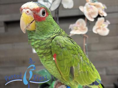 White Fronted Amazon