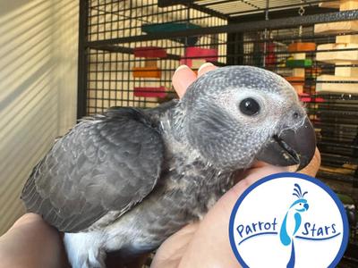 Timneh African Grey Parrot