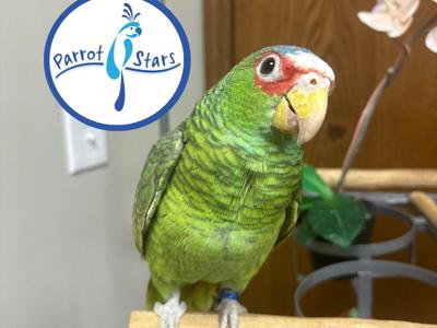 White Fronted Amazon
