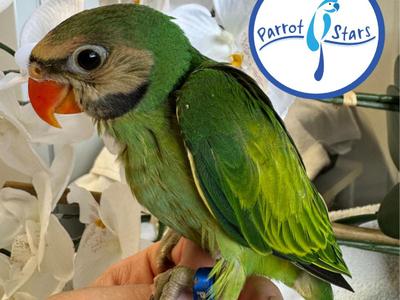 Mustached Parakeet