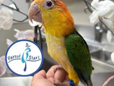 White Bellied Caique