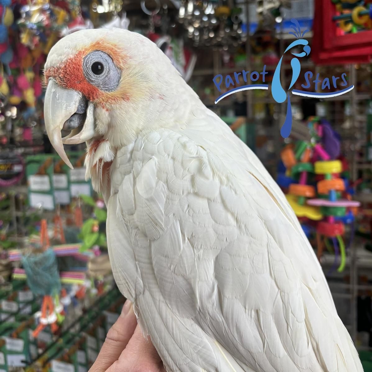 Slender Billed Corella