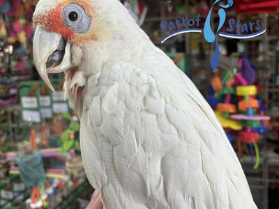 Slender Billed Corella