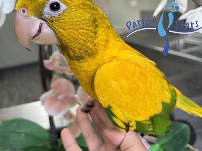 Golden Conure