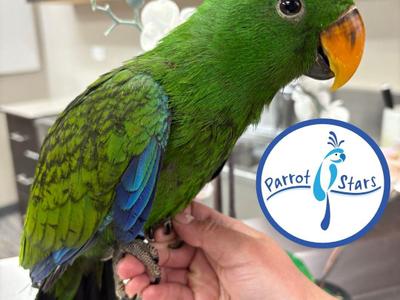 Solomon Island Eclectus