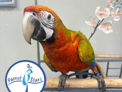 Scarlet Macaw