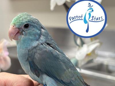 Pacific Parrotlet