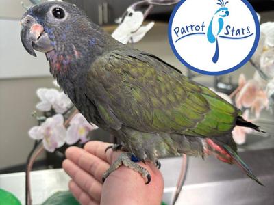 Blue Headed Pionus