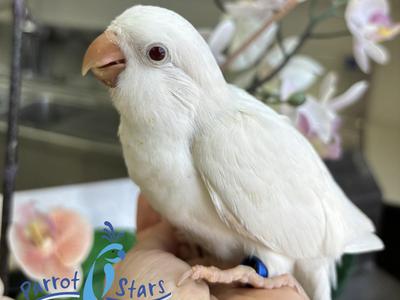 Quaker Parrot