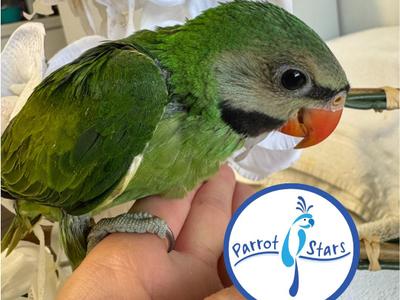 Moustached Parakeet