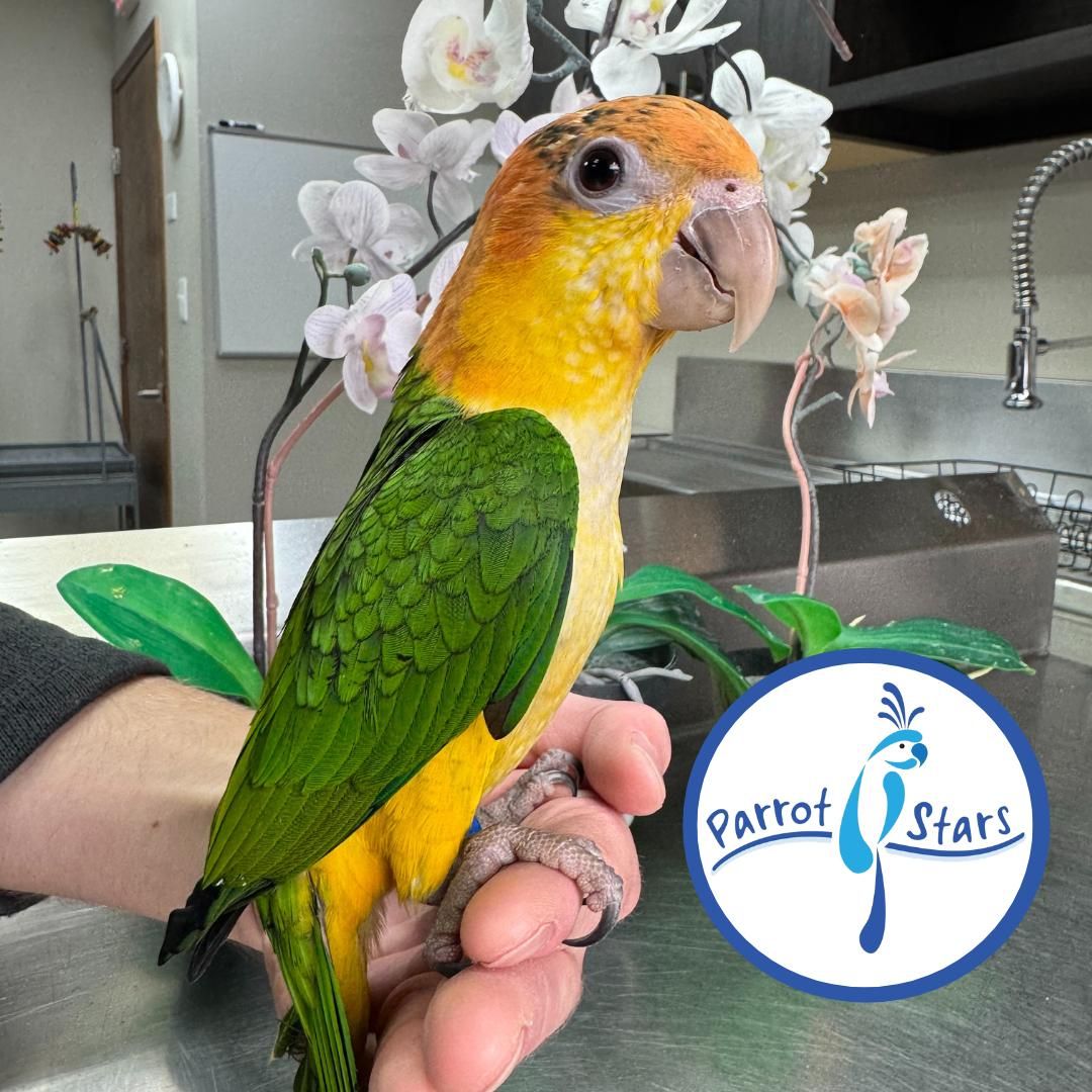 White Bellied Caique