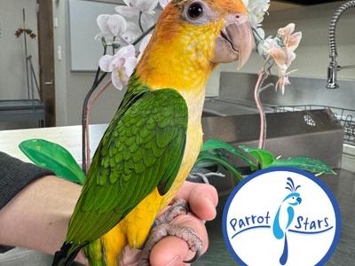 White Bellied Caique