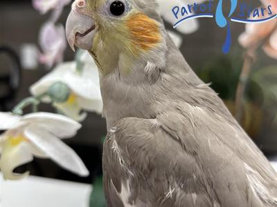 Cockatiel