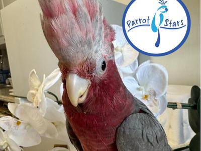 Rose Breasted Cockatoo