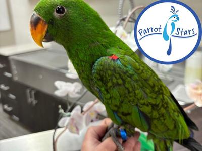 Solomon Island Eclectus