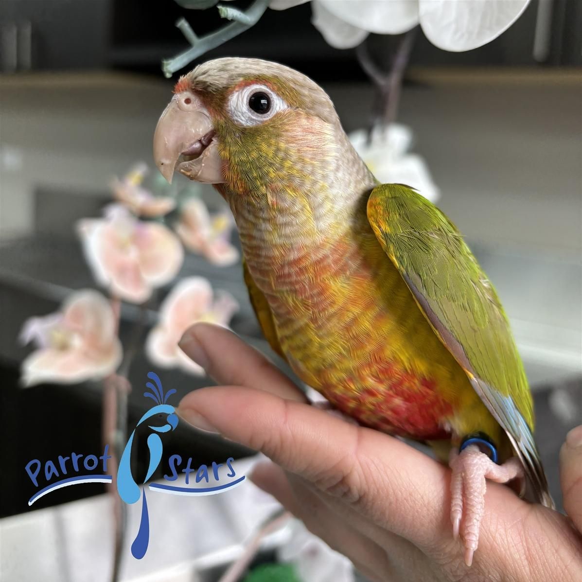 Green Cheek Conure