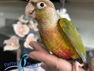 Green Cheek Conure