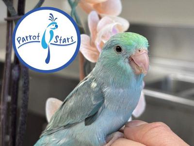 Pacific Parrotlet