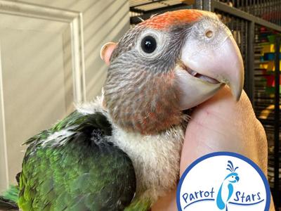 Cape Parrot