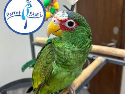 White Fronted Amazon