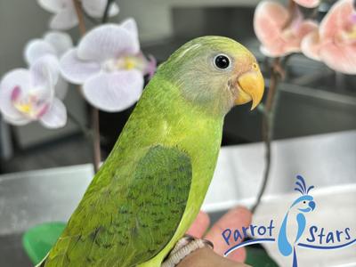 Plum Headed Parakeet