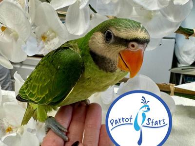 Moustached Parakeet