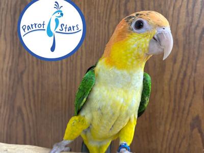 White Bellied Caique