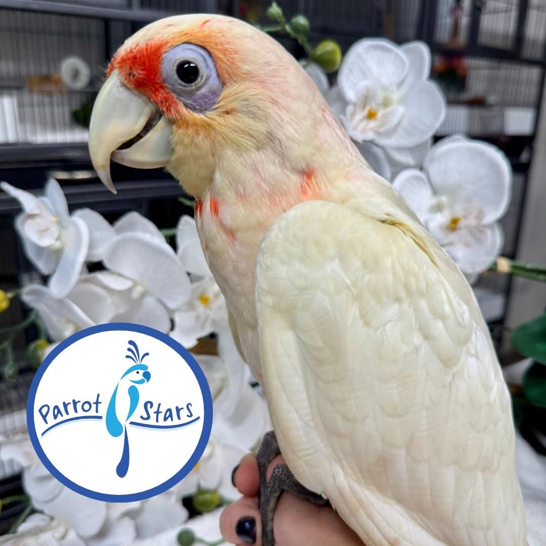 Slender Billed Corella