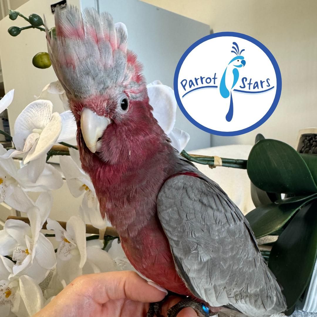 Rose Breasted Cockatoo