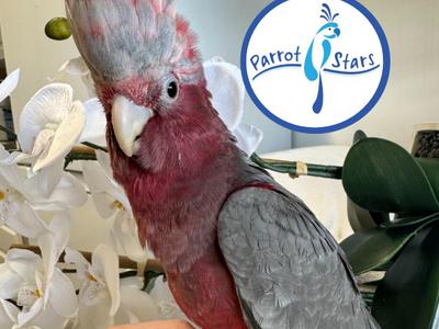 Rose Breasted Cockatoo