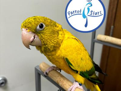 Golden Conure