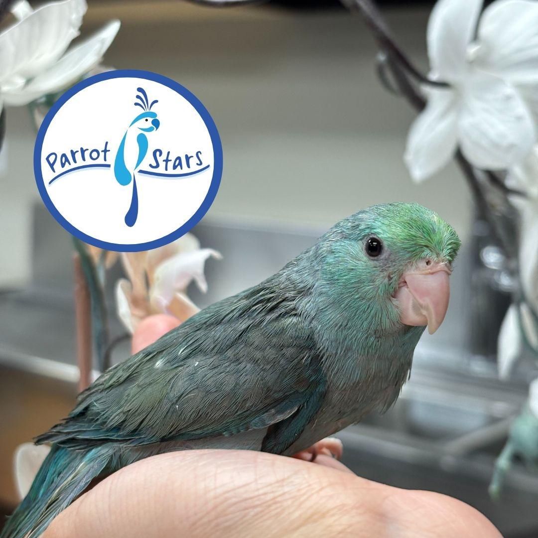 Pacific Parrotlet