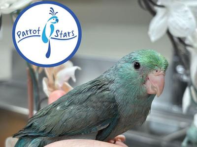 Pacific Parrotlet