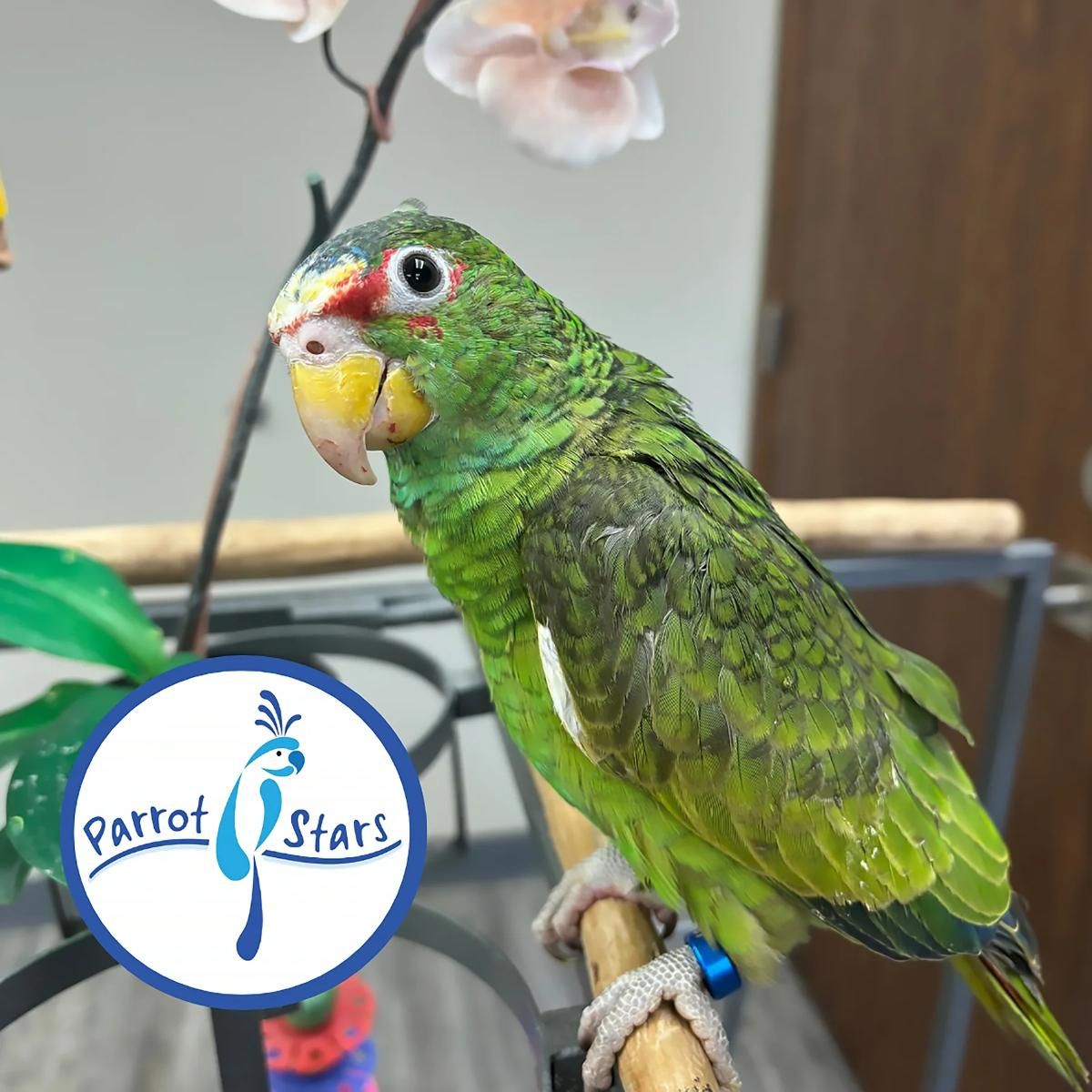 White Fronted Amazon