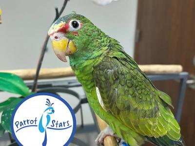 White Fronted Amazon