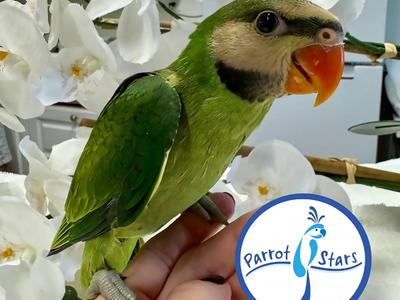 Moustached Parakeet