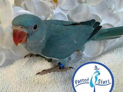 Indian Ringneck Parakeet