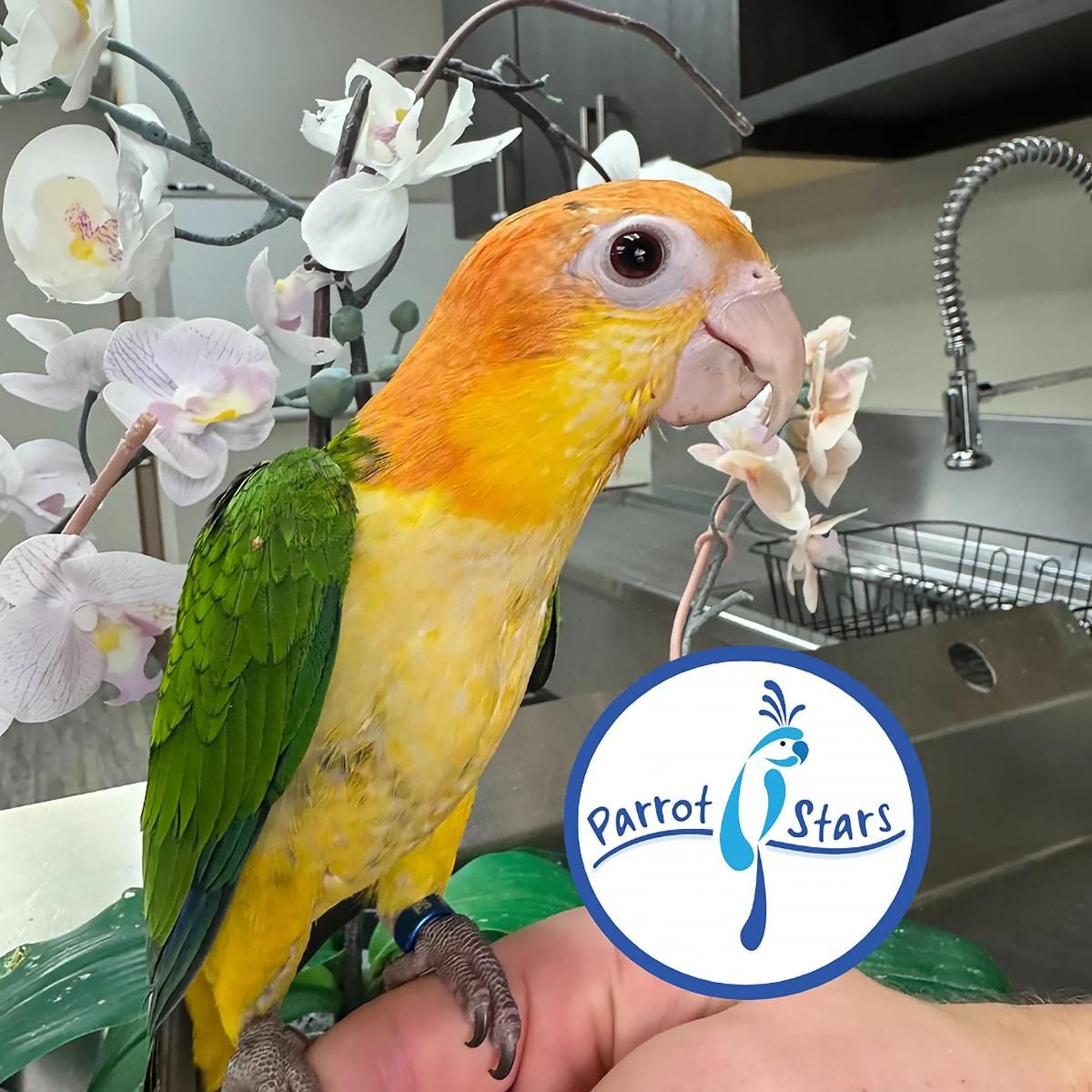 White Bellied Caique