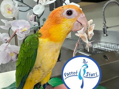 White Bellied Caique