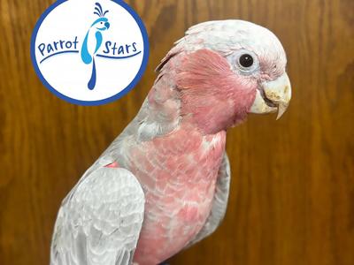 Rose Breasted Cockatoo
