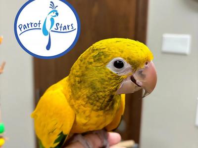 Golden Conure