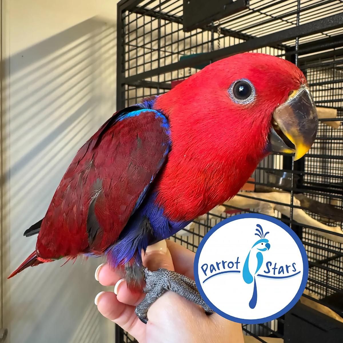 Solomon Island Eclectus