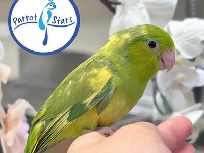 Pacific Parrotlet