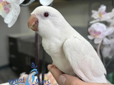 Quaker Parrot