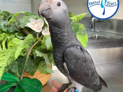 Timneh African Grey Parrot
