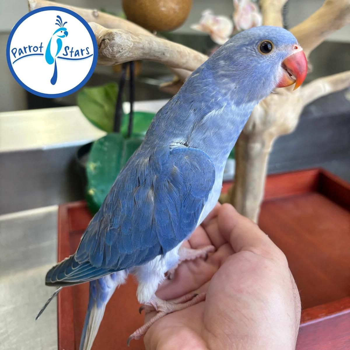 Indian Ringneck Parakeet